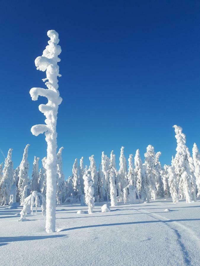 Valkea Arctic Lodge 佩洛 外观 照片